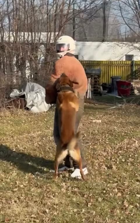 Vidéo EVG Budapest défi Man vs Dog Last Bad Trip